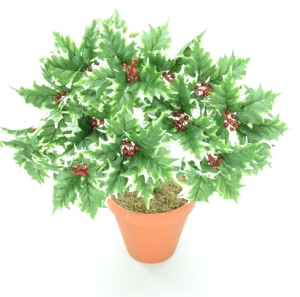 Varigated Holly Bush x12  (Lot of 1) SALE ITEM